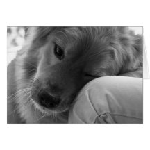 Greeting 123 Cards - Loving Golden Lab