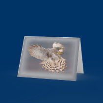 Greeting Card-Bird Series cards