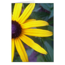Greeting Card - Black-Eyed Susan