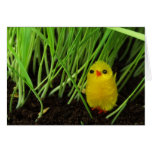 Greeting Card-Chick in the Grass