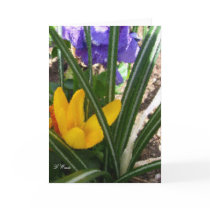 Greeting Card-Crocus and Pansies