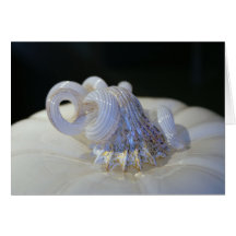 Greeting Card-Ivory Pumpkin