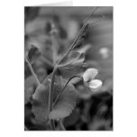 Greeting Card  Pea Vine 2
