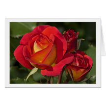 Greeting card red roses without text grußkarten