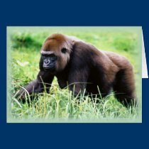 Greeting Card-Wildlife Series cards
