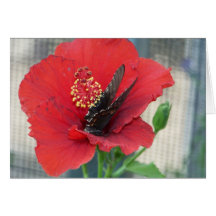 greeting card with butterfly on red flower