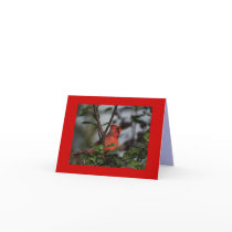 Greeting Card with Cardinal