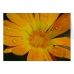 Greeting Card - Yellow flower with water drops