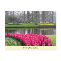 Greeting from Holland Postcard