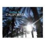 Greetings from California Palm Trees Postcard postcards