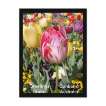 Greetings from Canberra Australia Postcard