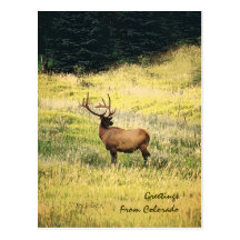 Greetings From Colorado Elk Postcards