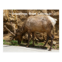 Greetings from Colorado Postcard
