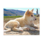 Greetings from Greenland 12 Post Card