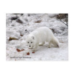 Greetings from Greenland 18 Post Card