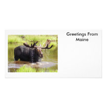 Greetings From Maine Photo Cards