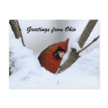 Greetings from Ohio Postcards