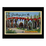 Greetings from the Redwoods of California Postcard
