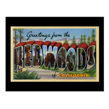 Greetings from the Redwoods of California Postcard