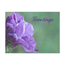 Greetings Postcard