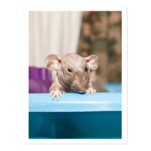 Gremlin Post Card