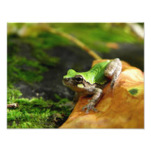 Grenouille d'arbre Oiseau-Exprimée Impressions Photo