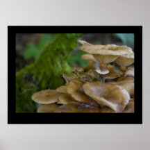 Grenouille sur le champignon posters