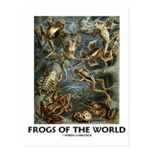 Grenouilles du monde (Ernst Haeckel) Cartes Postales