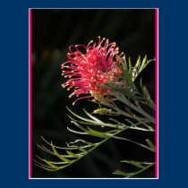 Grevillea "Silvia" postcards