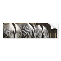 Grevy's Zebra Butts