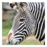 Grevy's Zebra Custom Announcements