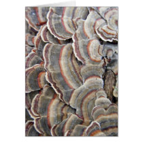Grey and Burgundy Fungi Ripples