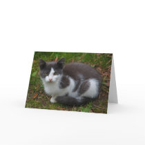 Grey And White Kitten Greeting Card