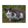 Grey And White Kitten Postcard