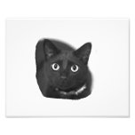 Grey Cat Big Eyes BW Picture Art Photo