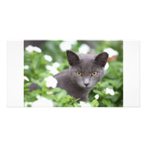 Grey cat in a garden photo card template