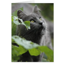 Grey Cat in the Garden Card