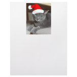 Grey Cat