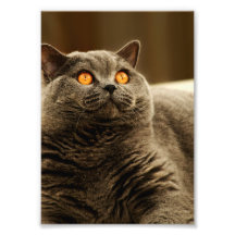 Grey Cat Photo