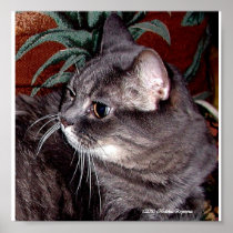 GREY CAT