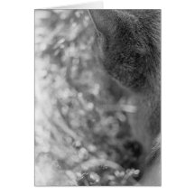 Grey Cat Watching Greeting Cards