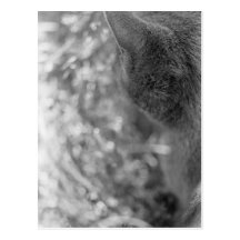 Grey Cat Watching Post Card