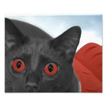 Grey Cat With Orange eyes Blended picture Photograph