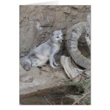 Grey Fox Card