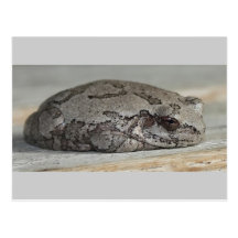 Grey Frog Post Card