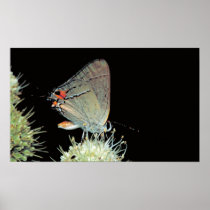 Grey Hairstreak Butterfly