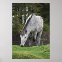 Grey Horse Poster