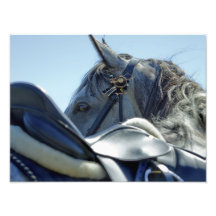 Grey in Blue - Horse Photo Print