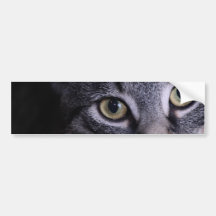 Grey Kitten Face Bumper Sticker