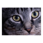 Grey Kitten Face Business Card Template
